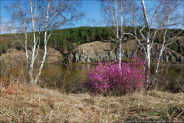 Багульник Леснянский
