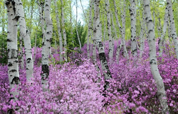 Природа Забайкальского края багульник