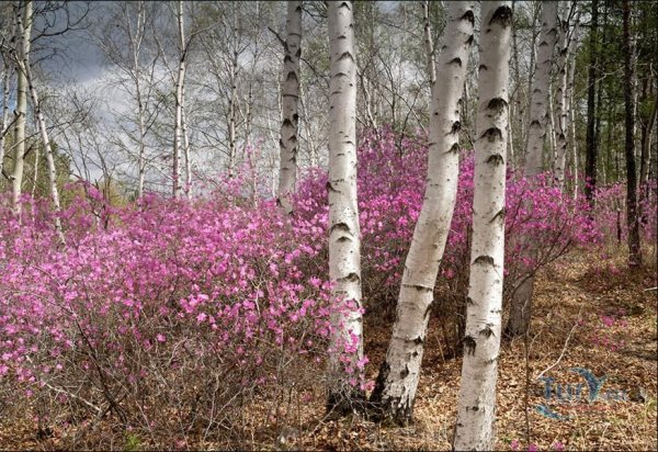 Багульник Леснянский