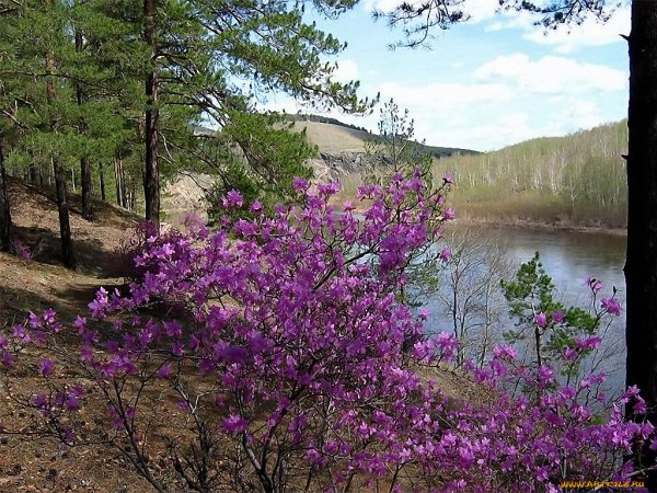 Природа Забайкалья багульник