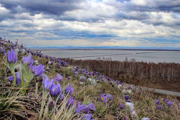 Фиолетовые цветы в Забайкалье