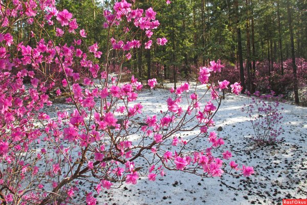 Забайкальский багульник (рододендрон Даурский)