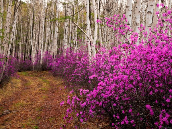 Багульник Даурский