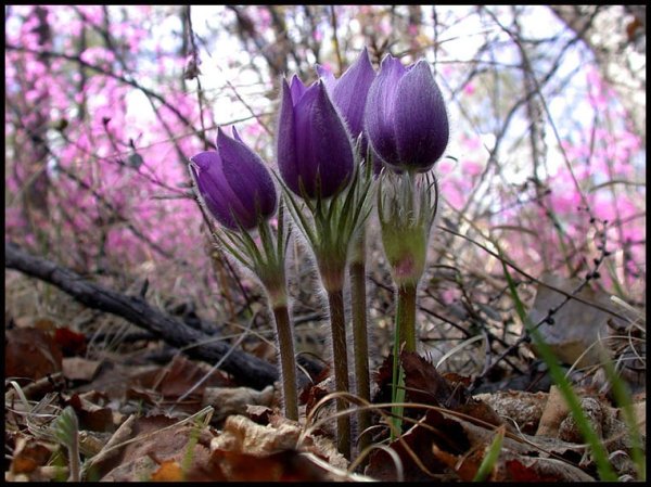 Прострел Забайкалье
