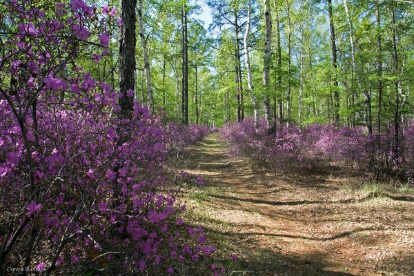 Забайкалье Чита багульник