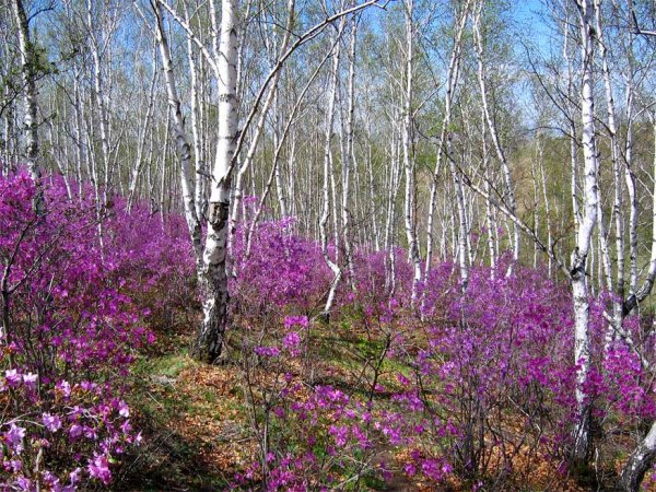 Багульник березовый