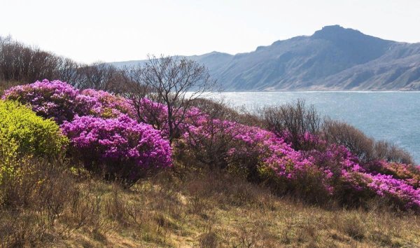 Багульник в Приморье