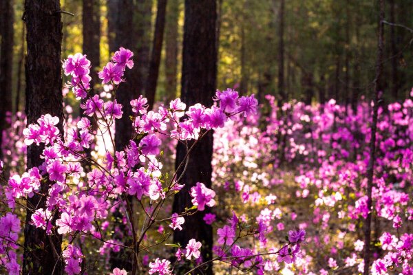 Рододендрон Даурский Забайкалье