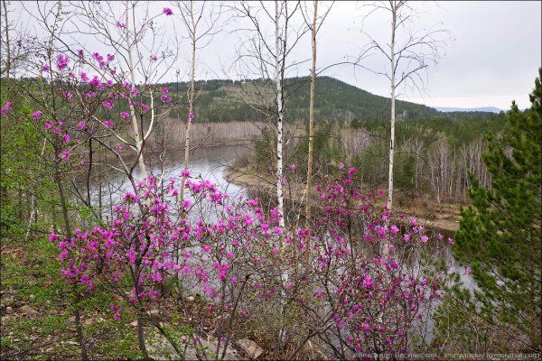 Река Ингода Забайкальский край Весна
