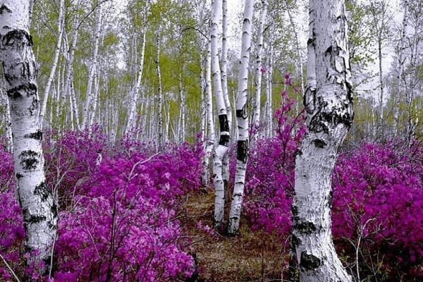 Рододендрон Даурский в березовой роще