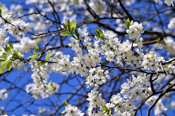 Весной запахло природа