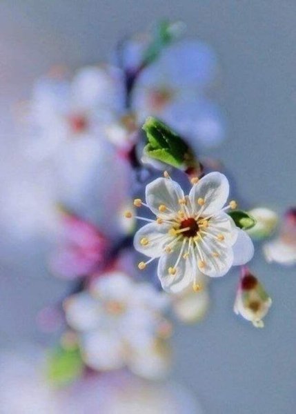 Аватар цветы весенние