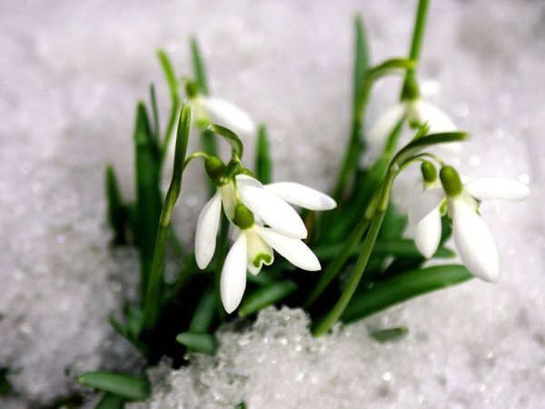 Начало весны подснежники