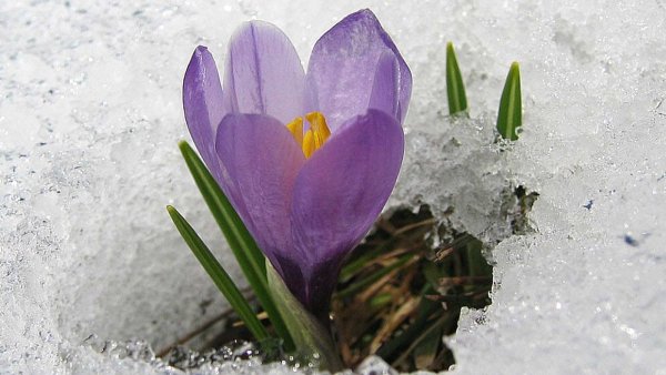 Фон февраль цветы