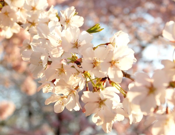 Весенняя ава