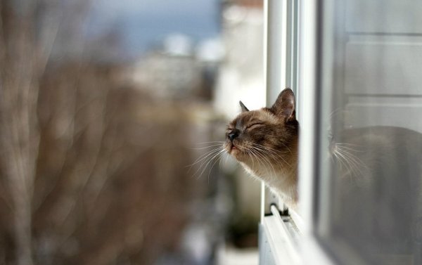 Тает снег скоро Весна