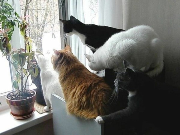 Коты на деревьях