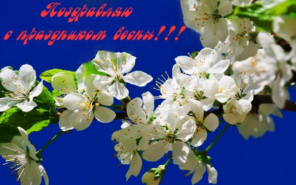 С праздником весны