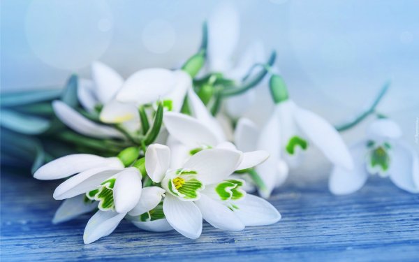 Открытки с подснежниками