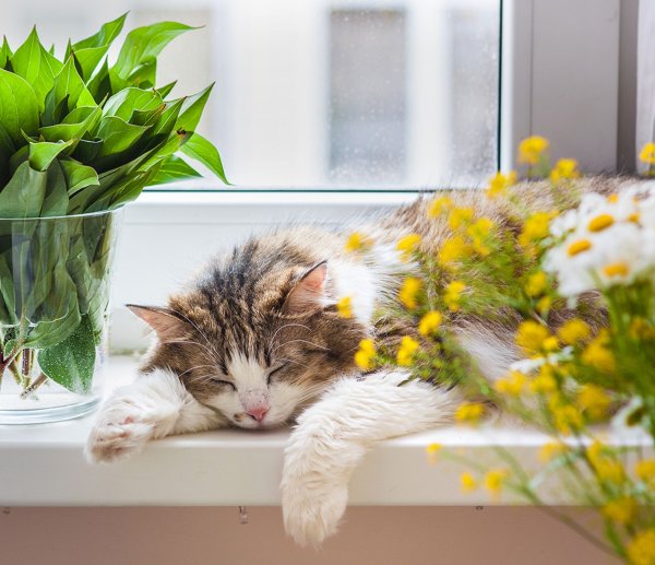 Чаепитие в саду с сиренью