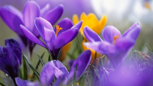 Цветущие деревья весной