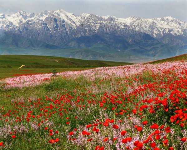 Лето в горах Казахстана