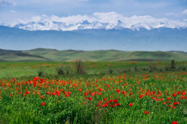 Подснежники Заилийский Алатау