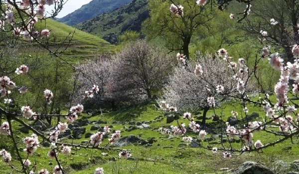 Ущелье Алтын Арашан