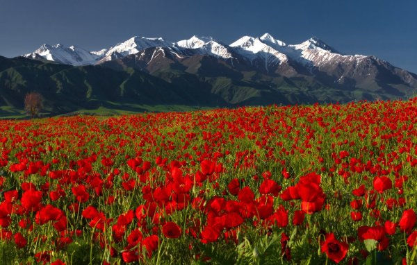Цветущая Долина Алтай