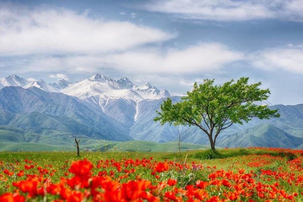 Первоцветы горный Алтай