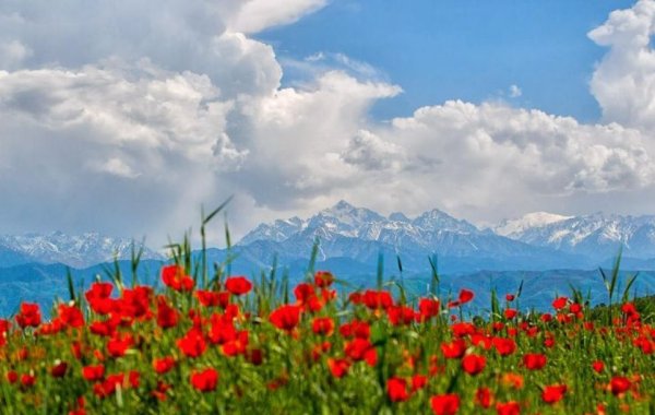 Фотообои цветы в горах
