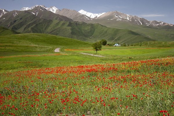 Горный Алтай Альпийские Луга