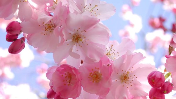 Ландыш Ландыш белоснежный