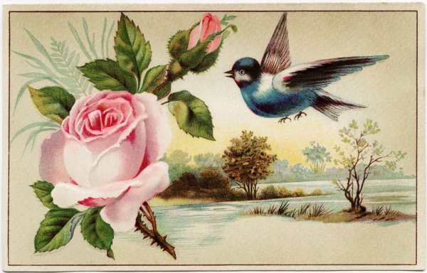 Открытки с птицами