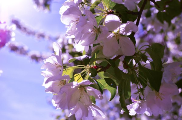 Красота весны