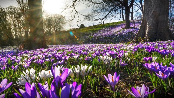 Природа весной