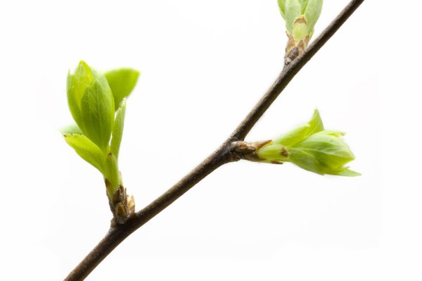 Весна почки на деревьях распускаются