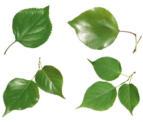 Ветки береза