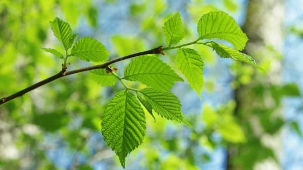 Листья мультяшные