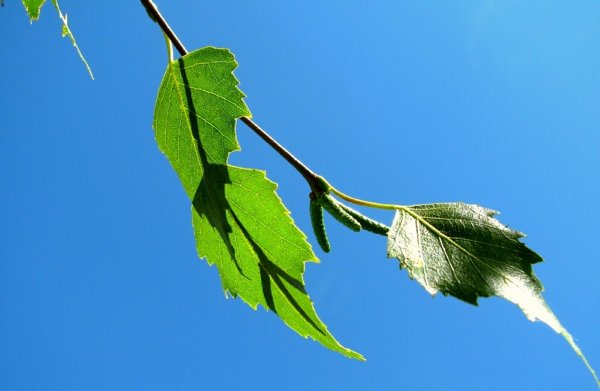 Весенняя ветка