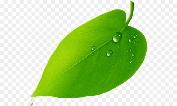 Березовые почки весной