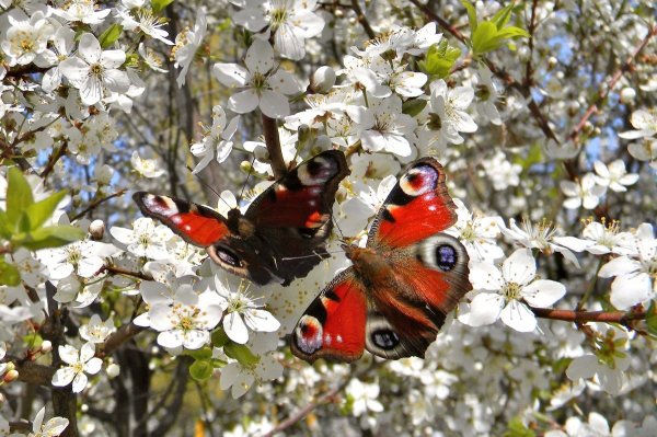 Альпийские Луга Швейцария