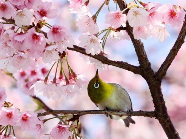 Весенняя Япония