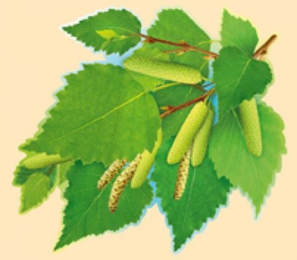 Ветка куста