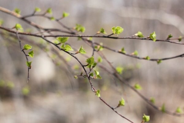 Весенние листочки