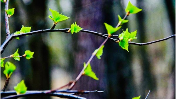 Веточка дерева