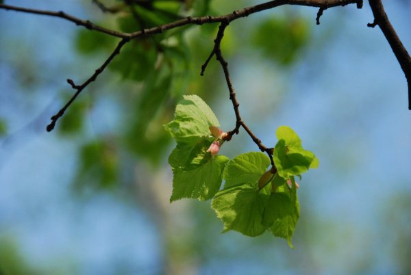 Изображение дерева с ветками