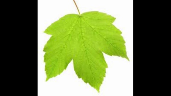 Весна первые листья