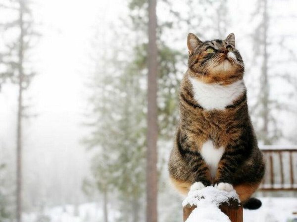 Снежное утро