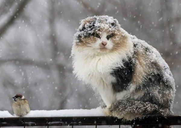 Первый снег